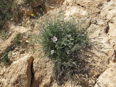 Convolvulus oleifolius