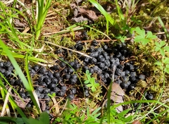Moschus moschiferus