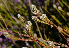 Phylica agathosmoides