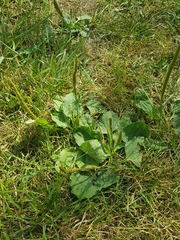 Plantago major