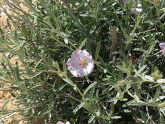 Convolvulus oleifolius