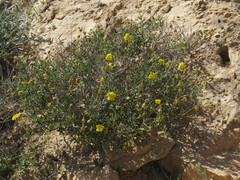 Helianthemum ventosum