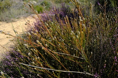 Phylica agathosmoides