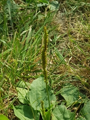 Plantago major