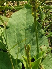 Plantago major