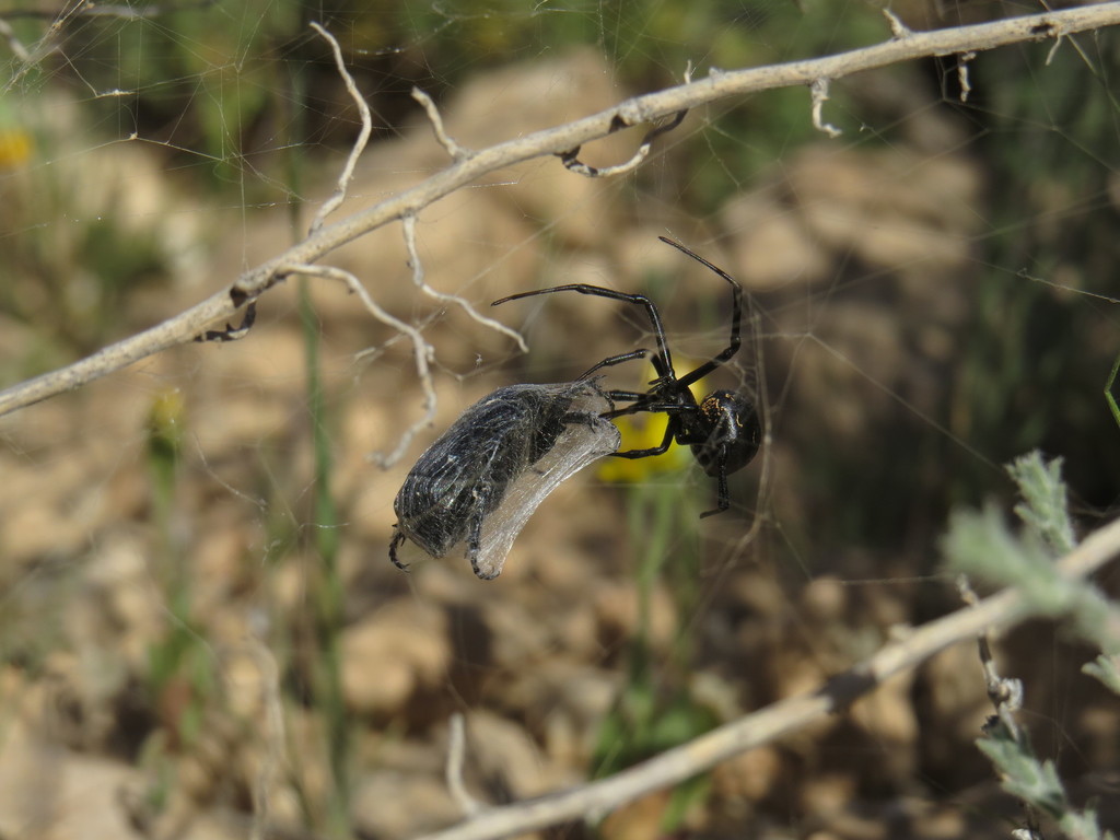 Latrodectus revivensis