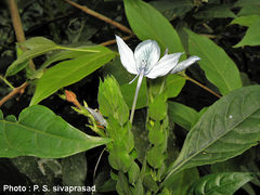 Ecbolium ligustrinum