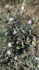 Psephellus marschallianus