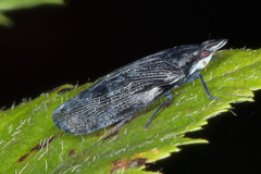 Cixidia colorata