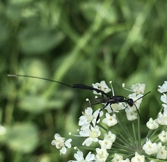 Gasteruption jaculator