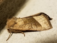 Hydraecia micacea
