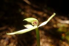 Adenochilus gracilis