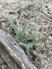 Munroa squarrosa