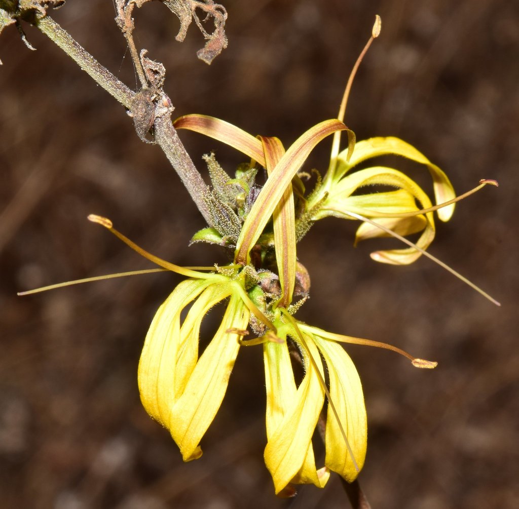 Mexacanthus