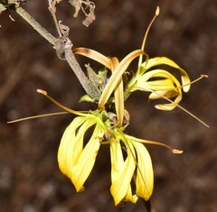 Mexacanthus mcvaughii