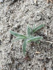 Munroa squarrosa