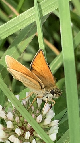 Essex Skipper, Texel, Oosterend, Noord-Holland, NL, photo 9 of 10