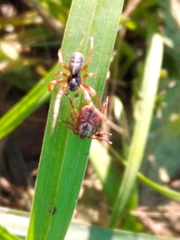 Dermacentor reticulatus
