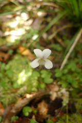 Viola filicaulis