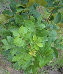 Carya pallida