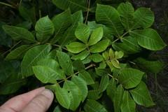 Carya pallida