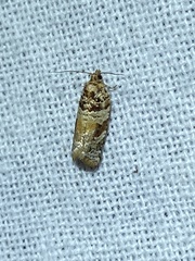 Argyrotaenia kimballi