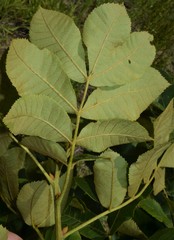 Carya pallida