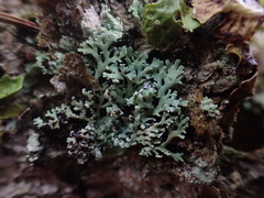 Heterodermia neglecta