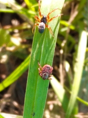 Dermacentor reticulatus