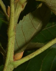 Carya pallida