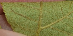 Carya pallida