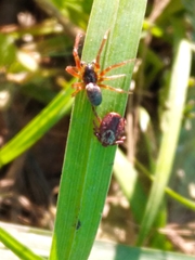 Dermacentor reticulatus