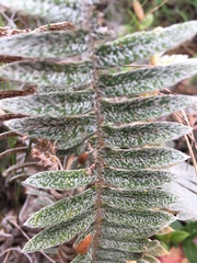 Pleopeltis fimbriata