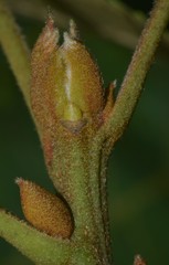 Carya pallida