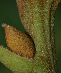 Carya pallida