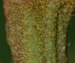 Carya pallida
