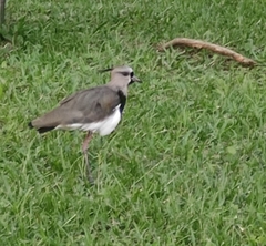 Vanellus chilensis