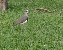 Vanellus chilensis
