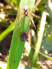 Dermacentor reticulatus
