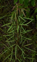 Desmodium strictum