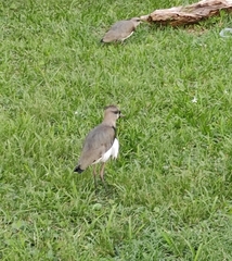 Vanellus chilensis