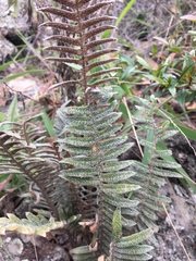 Pleopeltis fimbriata