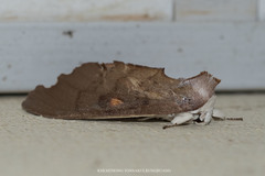 Euhampsonia serratifera