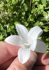 Wahlenbergia cuspidata