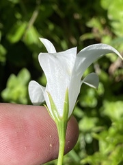 Wahlenbergia cuspidata
