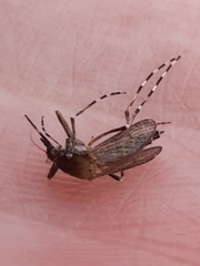 Aedes sollicitans