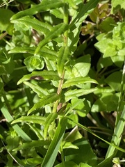 Wahlenbergia cuspidata
