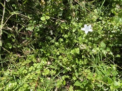 Wahlenbergia cuspidata