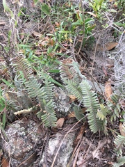 Pleopeltis fimbriata