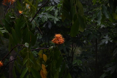 Saraca
